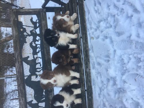 Beautiful aussie puppies for sale ***
