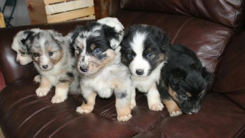 AKC Australian Shepherd Puppies