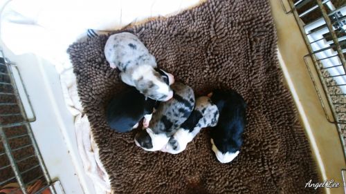 Australian Shepard Puppies