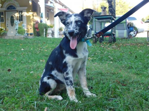 Ausky carlitos male puppy