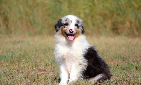 Playful Australian Shepherd Puppies