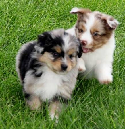Australian Shepherd puppies