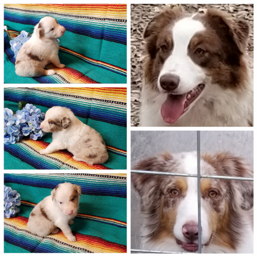 AUSTRALIAN SHEPHERD PUPPIES