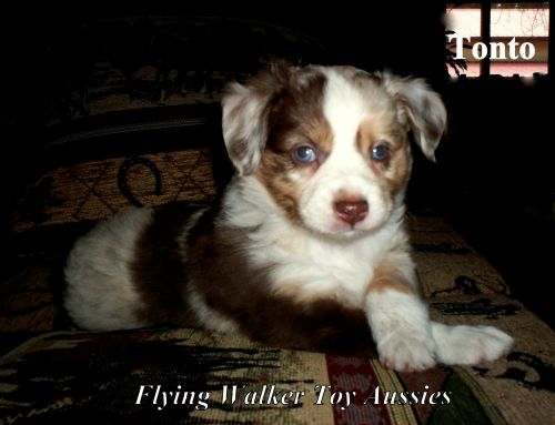 TOY Australian Shepherd-(TOY Aussie)**SOLD**