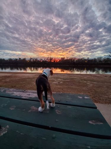 3 Month old Female Australian Sheperd PERFECT