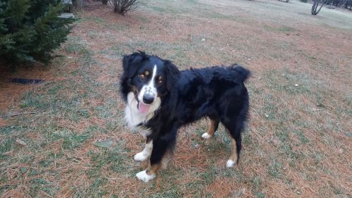 black tri australian shepherd