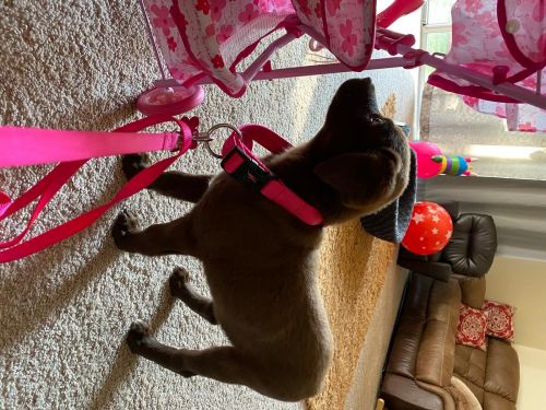 lab mix Australian shepherd