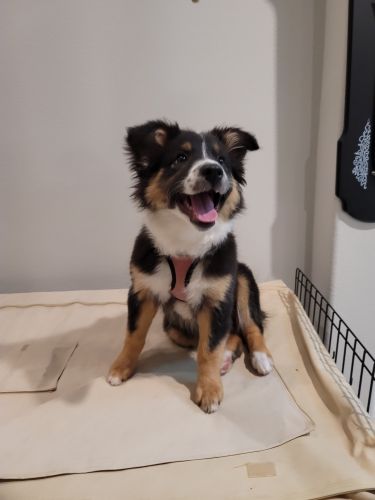 Australian Shepard puppy