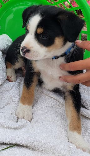Aussie mix male puppy born May 19th