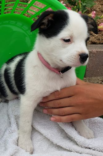 Aussie Mix born May 19 231 9****** Panda