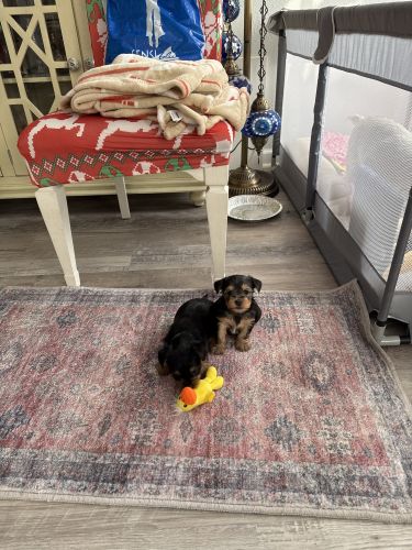 Yorkies puppies need new homes.