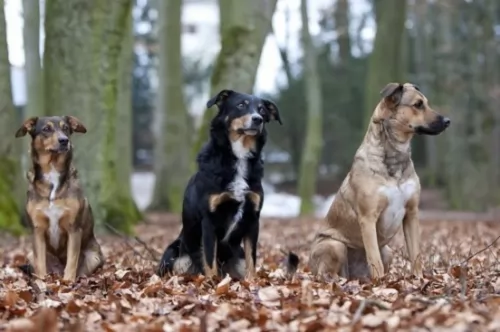 austrian pinscher dogs - caring