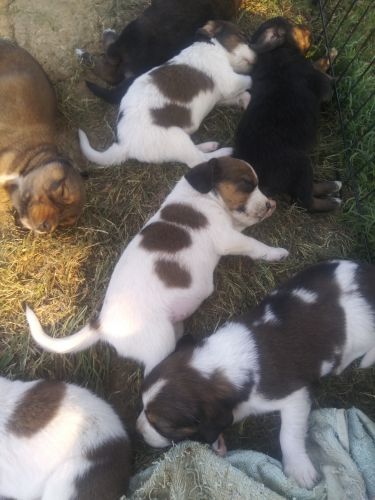 Hound dog puppies