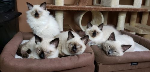 Purebred Balinese Kittens For Sale! With Papers!