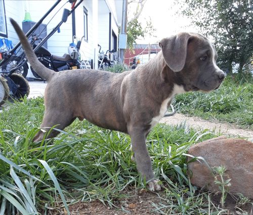 Bandog (Bandogge) Mastiff puppies