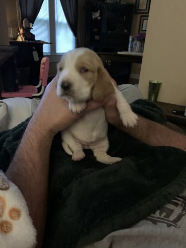 Basset Hound Puppies