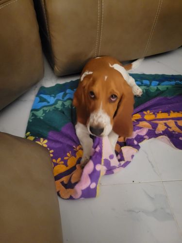 Basset Hound 6 months