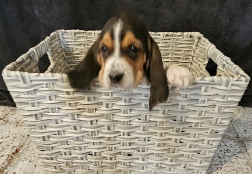 AKC Basset Hounds