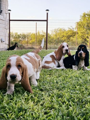 AKC European basset hound puppies