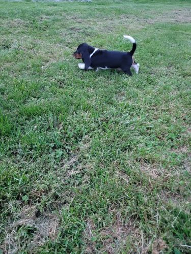 Basset hound puppy