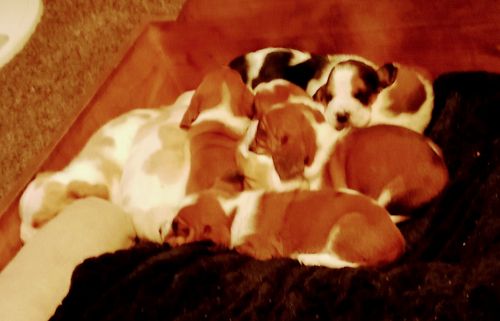 Bassett hound puppies