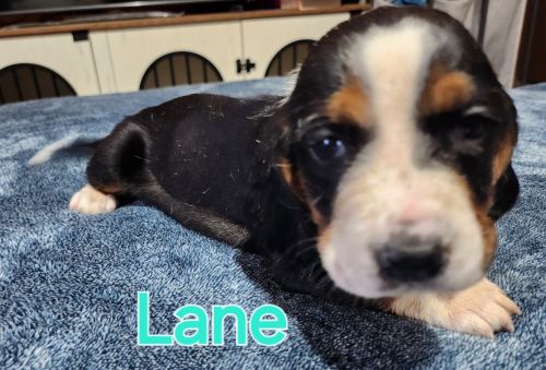 Basset hound puppies