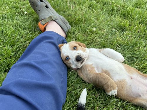 Beautiful baby bassethound puppy!