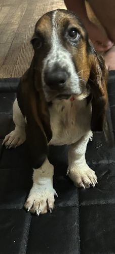 Bassett hound puppies