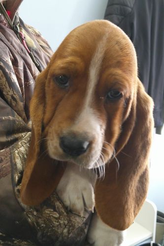 Chip - 11 wks old 03/29/25