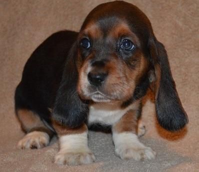 Akc Registered Basset Hound Puppies Now Available