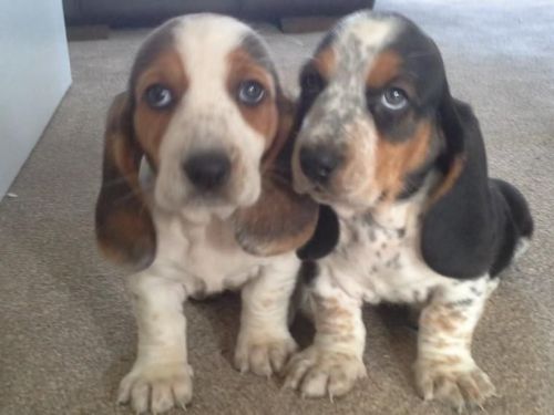 courageous Basset Hound puppies