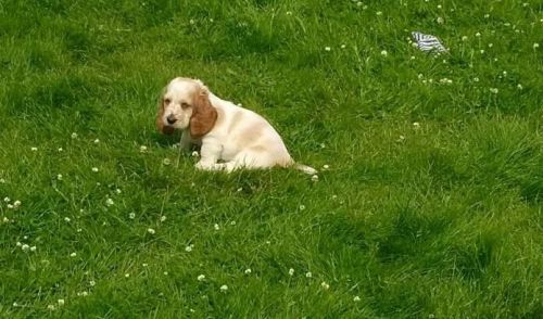 Basset Hound Puppies