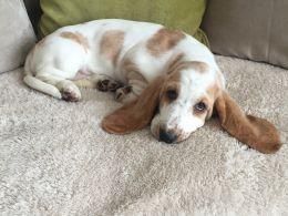 Homebred Litter Of Lemon And White Bassets