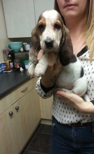 basset hound pups (***) ***-***5