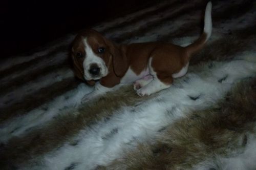 BASSET HOUNDS PUPPIES
