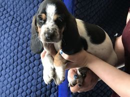 Reg Basset Hound Puppies