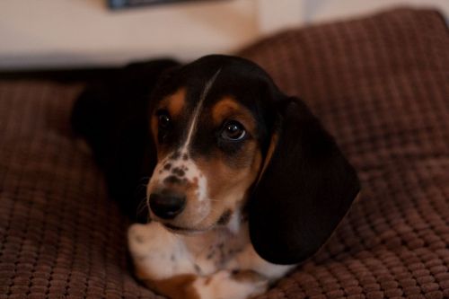 Beautiful Basset Hound Puppies