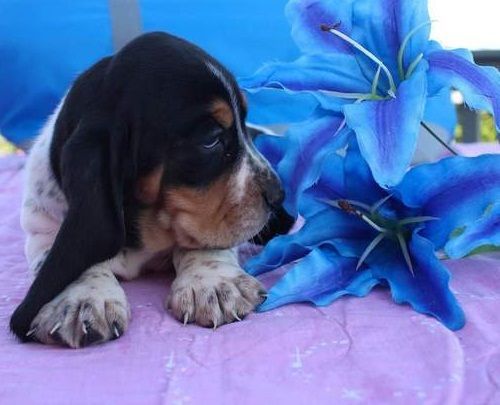 cute Basset Hound puppies for adoption...
