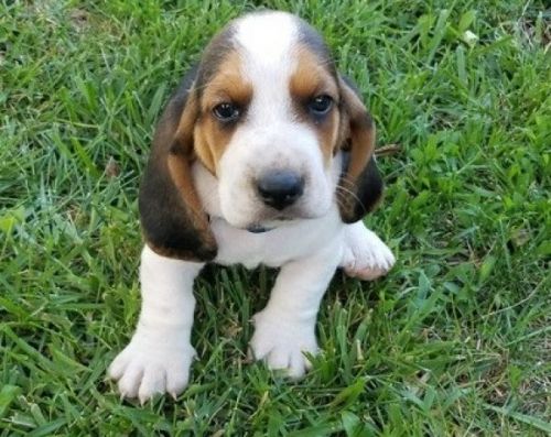 Basset Hound Puppies