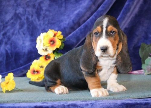 Gorgeous basset-hound Puppies Ready.Text or Call***