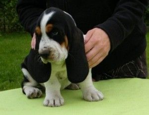 Amazing Male and female basset hound puppies