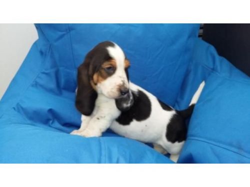 Basset Hound Puppies