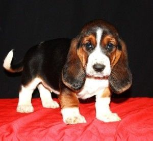Basset Hound Puppies