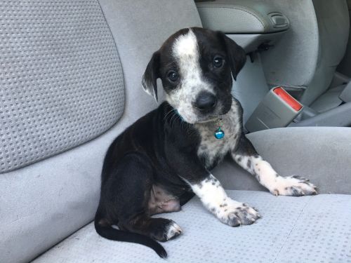 Adorable Basset Hound/Australian Shepherd mix pups