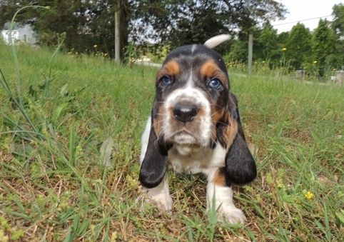 Healthy Basset Hound puppies for sale.