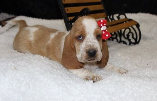 Healthy Basset Hound Puppies For Sale.