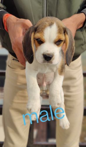 TrustDogSales Beagle Pups For Sell ***