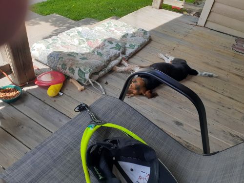 Beagle puppy 4 sale.