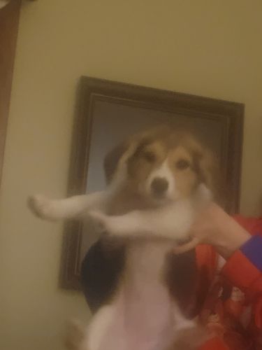 Selling a beagle corgi mix