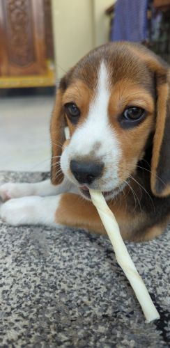Beagle Puppies for sale in Hyderabad, Telangana, India. price: 17,500 INR